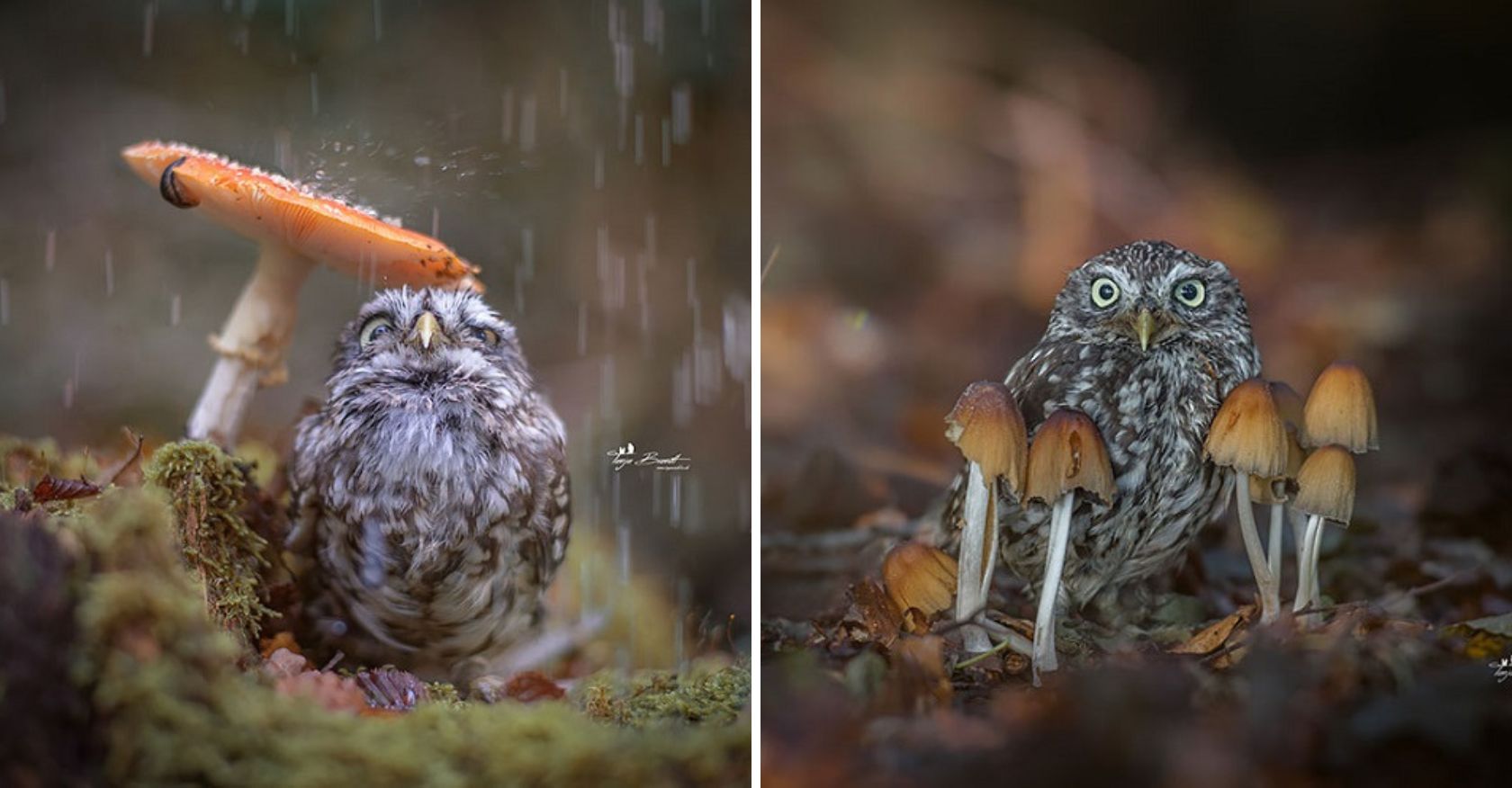 Tiny Pet Owl Finds Shelter Under Mushroom During Rainstorm